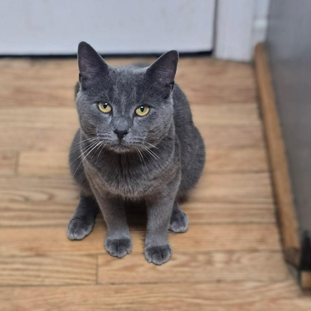 Gary, a Adoptable Domestic Short Hair in Jarrettsville, MD image 6/6
