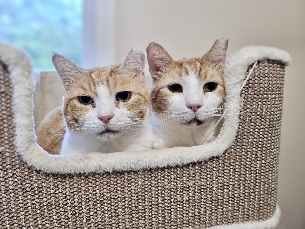 Petie, Adoptable, Adult Male Domestic Short Hair.