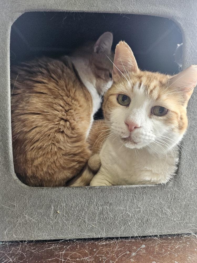 Enlarge Petie, a Adoptable Domestic Short Hair in Patchogue, NY image 3/6