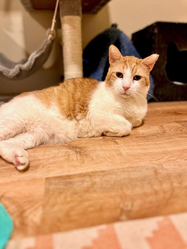 Enlarge Petie, a Adoptable Domestic Short Hair in Patchogue, NY image 4/6