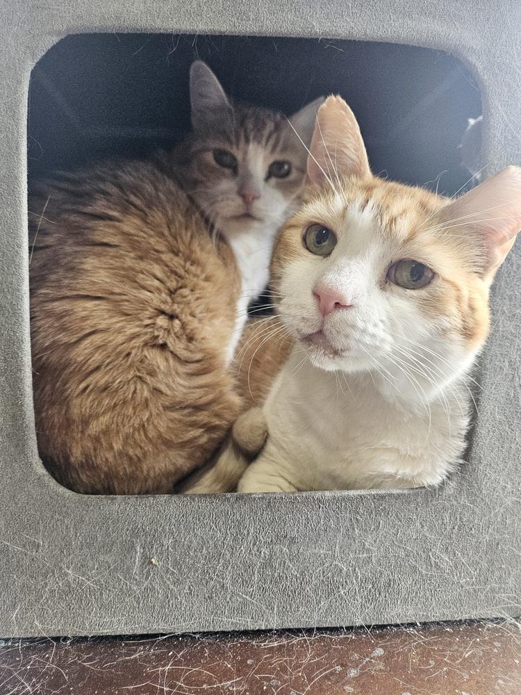 Enlarge Petie, a Adoptable Domestic Short Hair in Patchogue, NY image 5/6