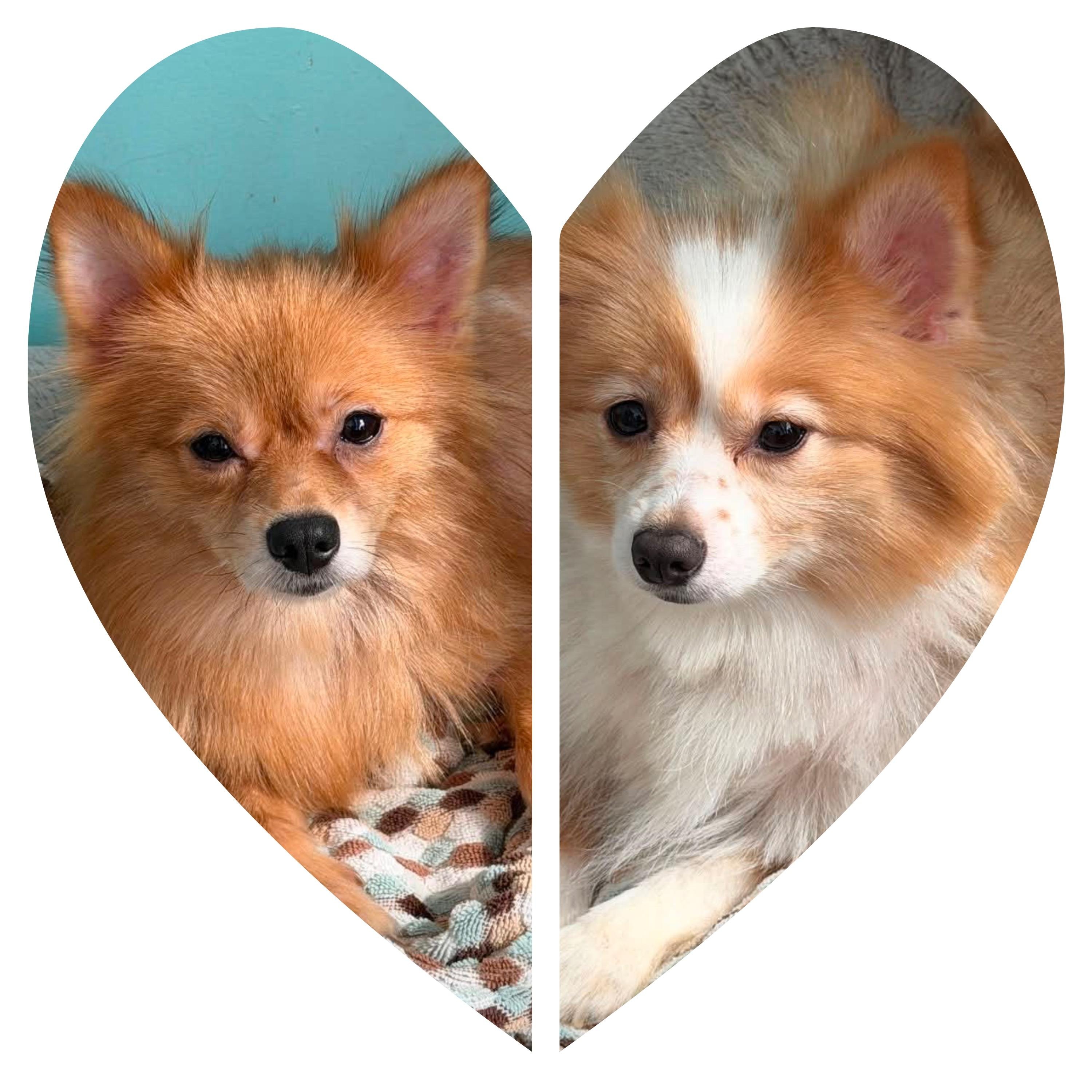 Mavis and Abagail, adopted, Young Female Pomeranian.
