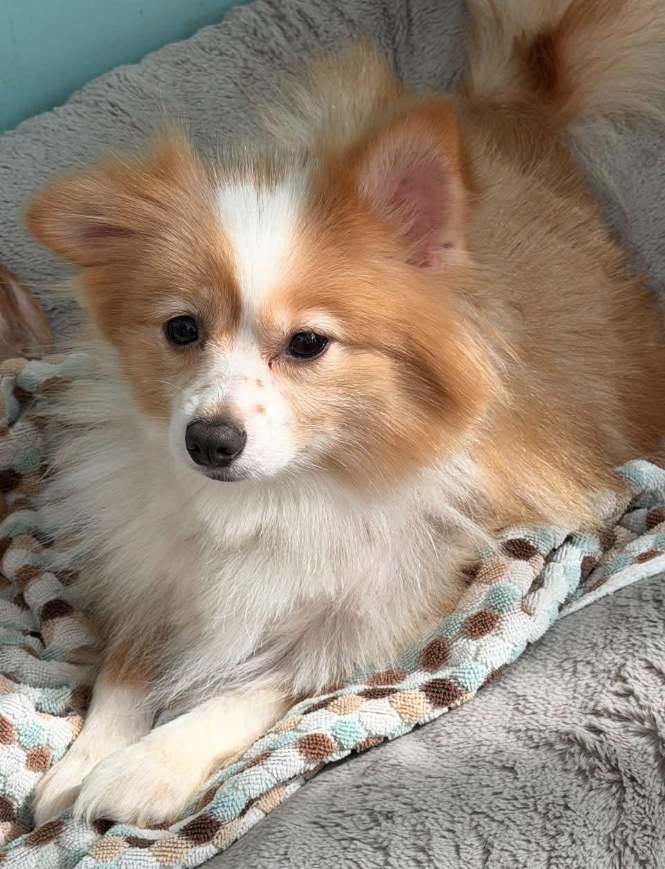 Mavis and Abagail, an adopted Pomeranian in Glendale, NY image 3/3