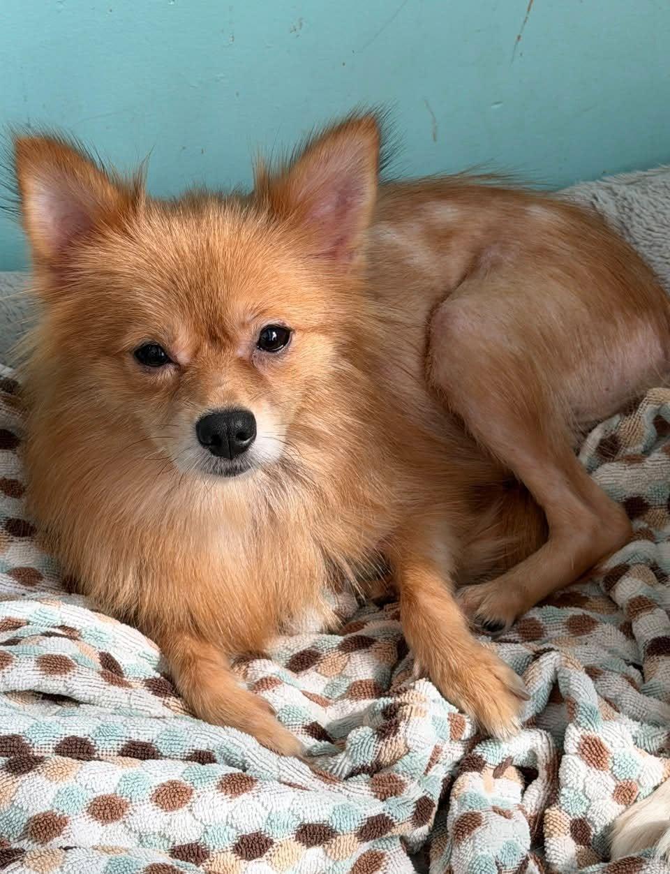 Mavis and Abagail, an adopted Pomeranian in Glendale, NY image 2/3