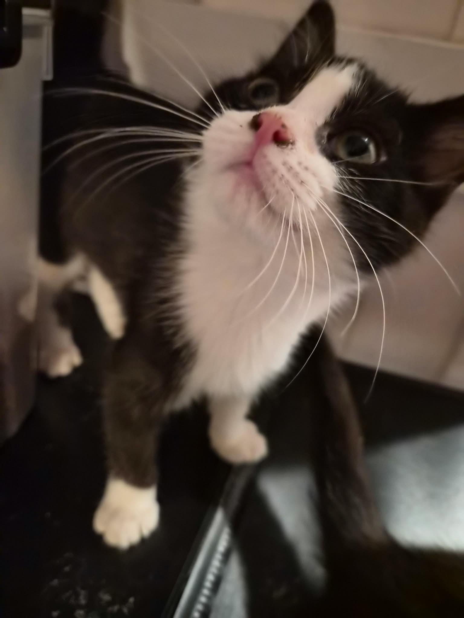 Bowtie, Adoptable, Kitten Female Domestic Short Hair.