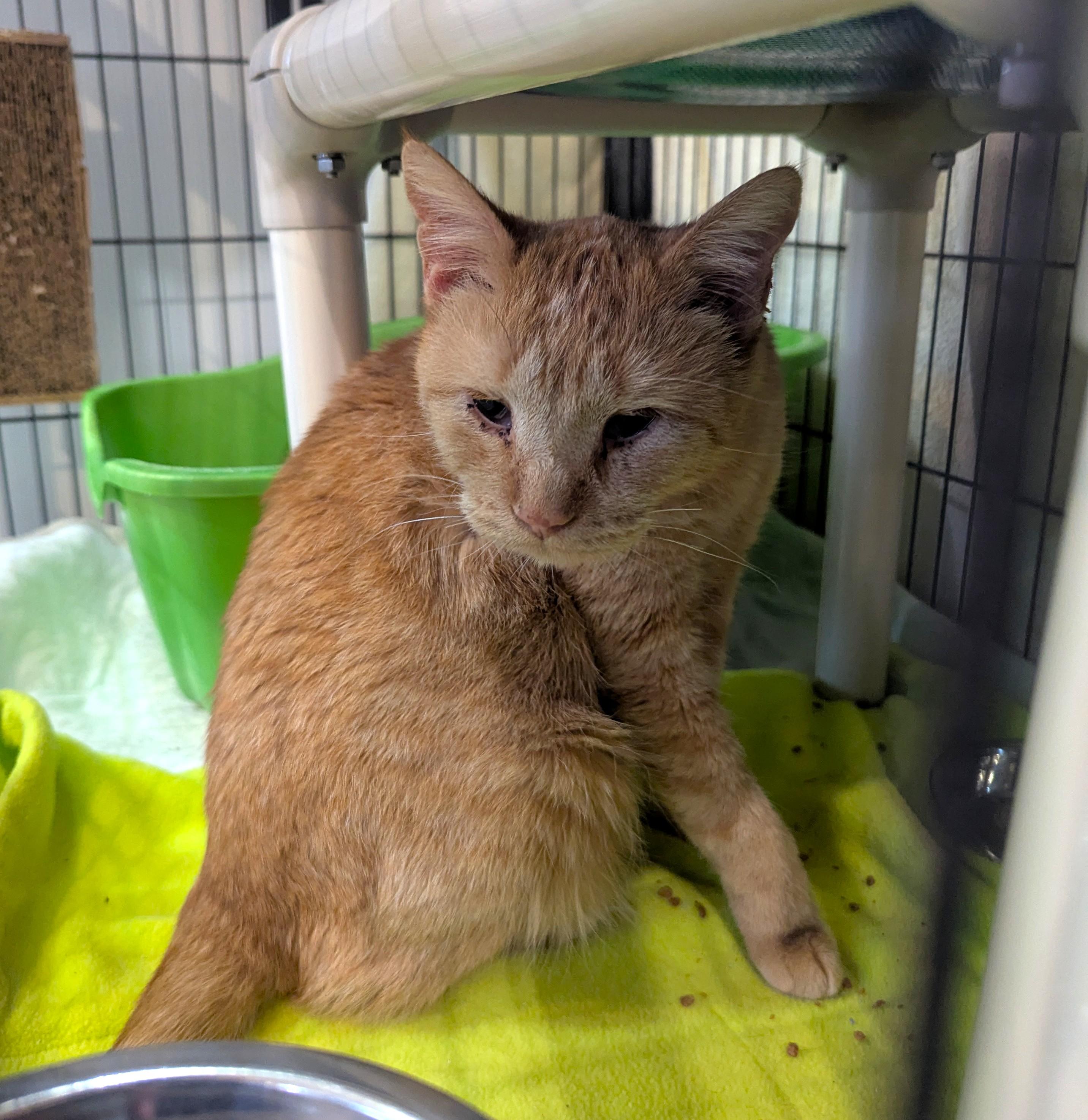 RUSTY, Adoptable, Adult Male Domestic Short Hair.