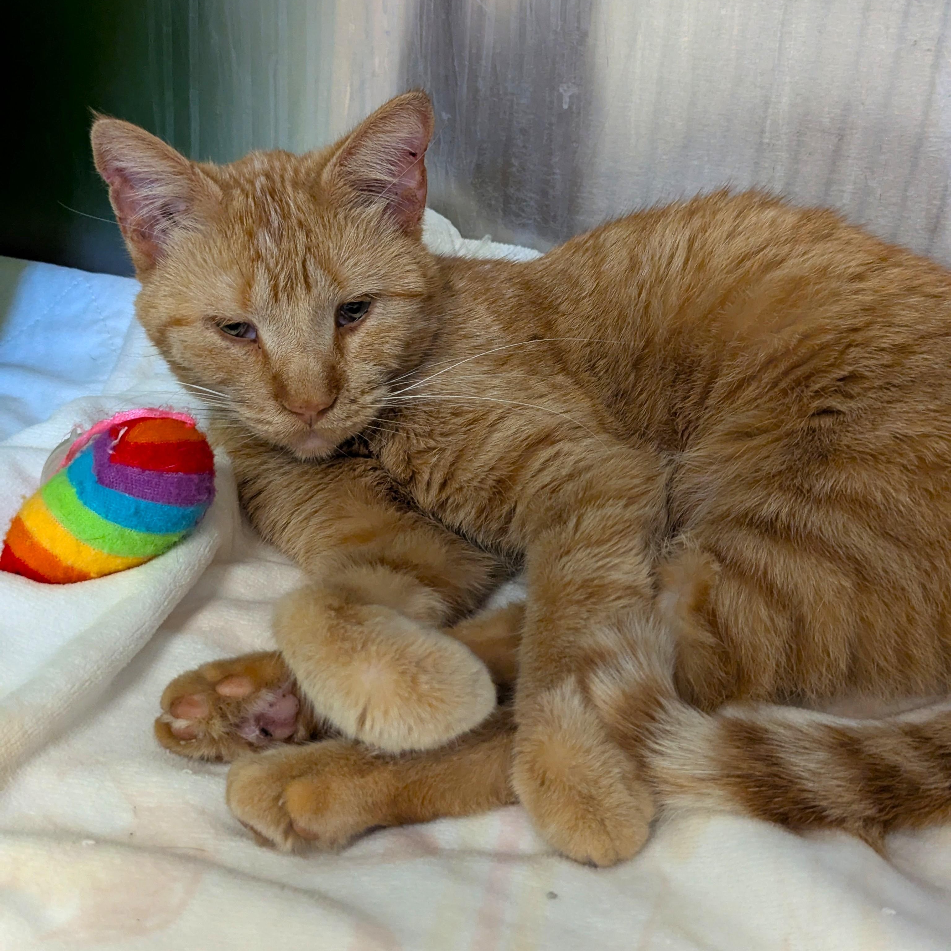 Enlarge RUSTY, an adopted Domestic Short Hair in La Crescent, MN image 2/4