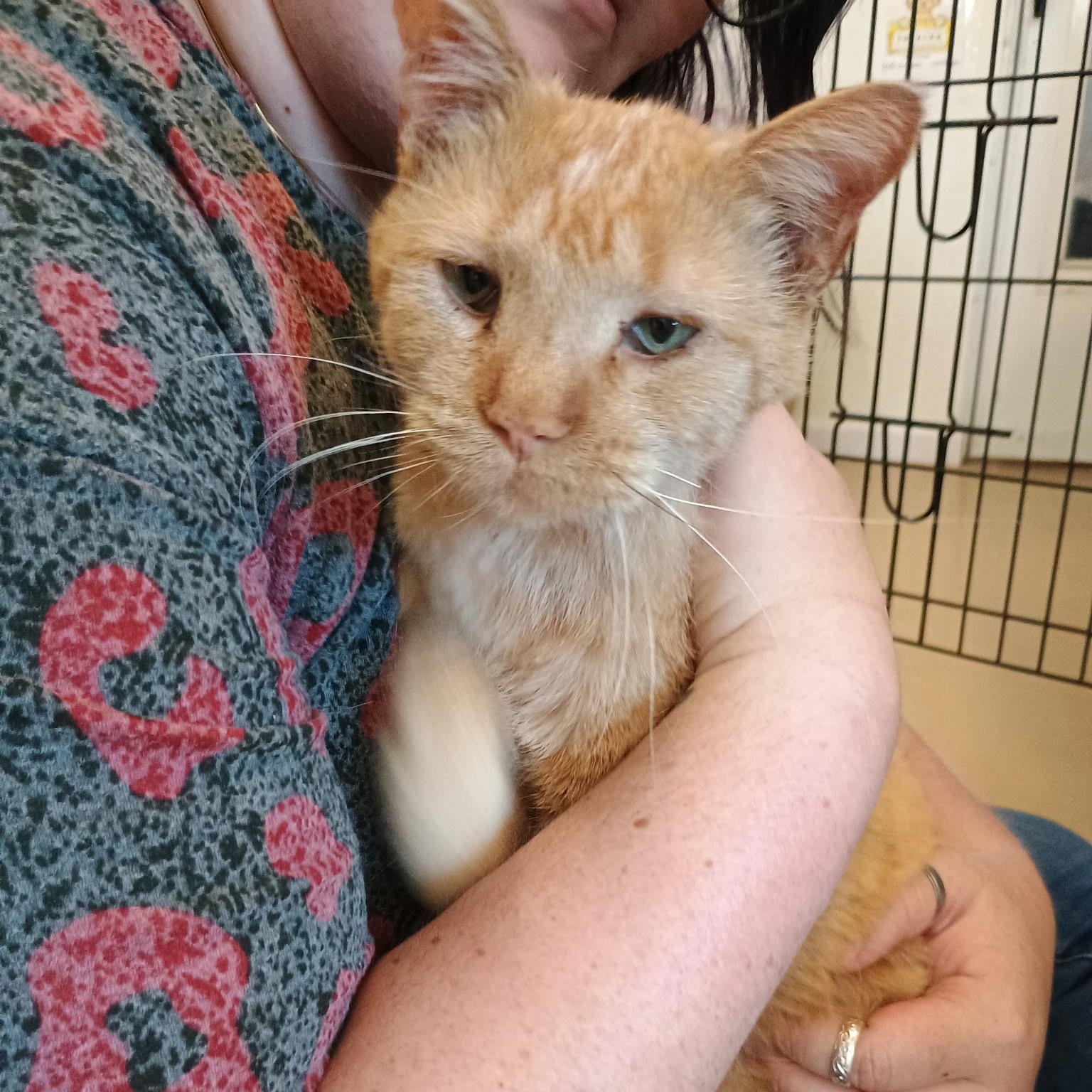 Enlarge RUSTY, an adopted Domestic Short Hair in La Crescent, MN image 3/4