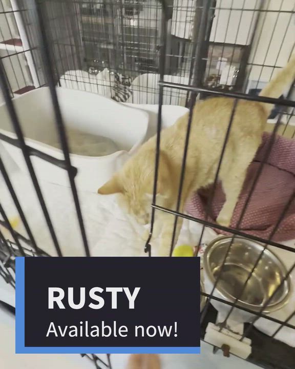 Enlarge RUSTY, an adopted Domestic Short Hair in La Crescent, MN video 4/4