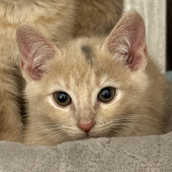Enlarge Smudge, a Adoptable Domestic Short Hair in Bentonville, AR image 1/2