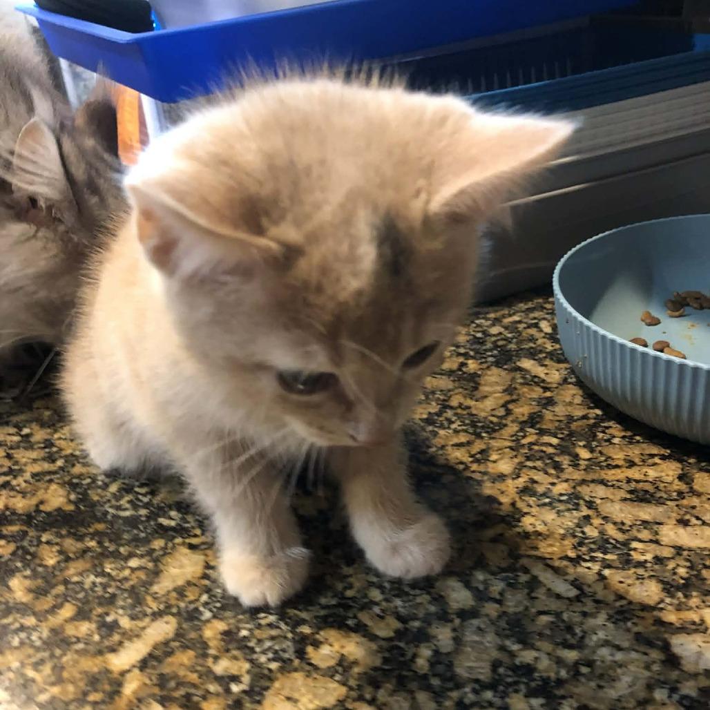 Enlarge Smudge, a Adoptable Domestic Short Hair in Bentonville, AR image 2/2