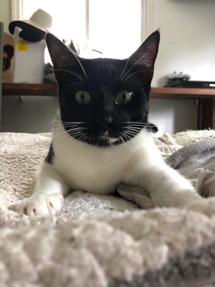 Shade & Shy, a Adoptable Domestic Short Hair in Mililani, HI image 1/3