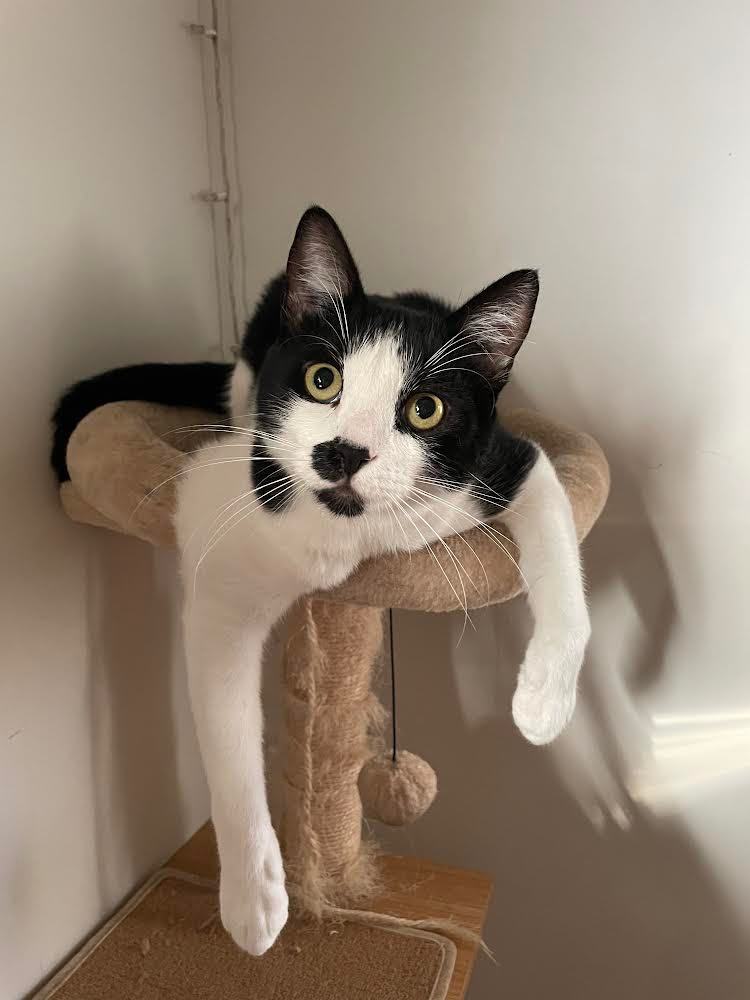 Shade & Shy, a Adoptable Domestic Short Hair in Mililani, HI image 2/3