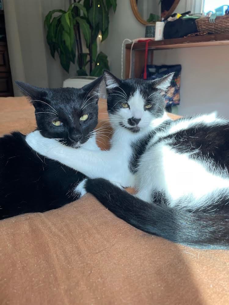 Shade & Shy, a Adoptable Domestic Short Hair in Mililani, HI image 3/3