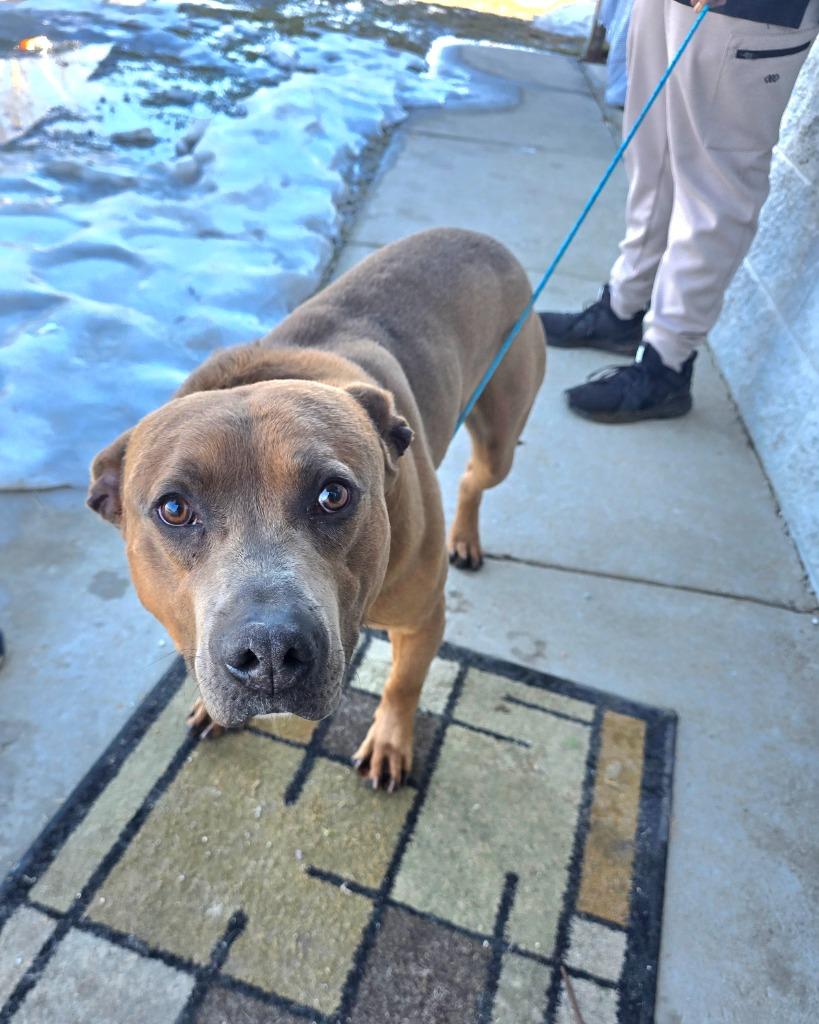 Sunny, Adoptable, Adult Male Rhodesian Ridgeback & Mountain Cur.