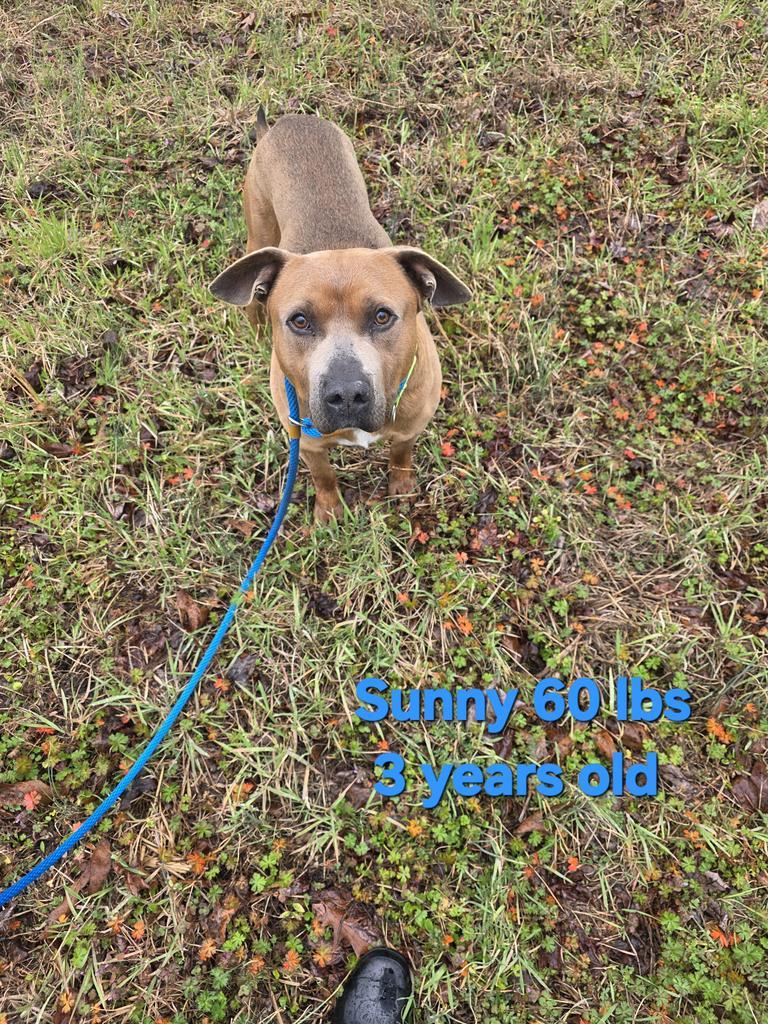 Enlarge Sunny, a Adoptable mixed breed in Camden, TN image 2/2