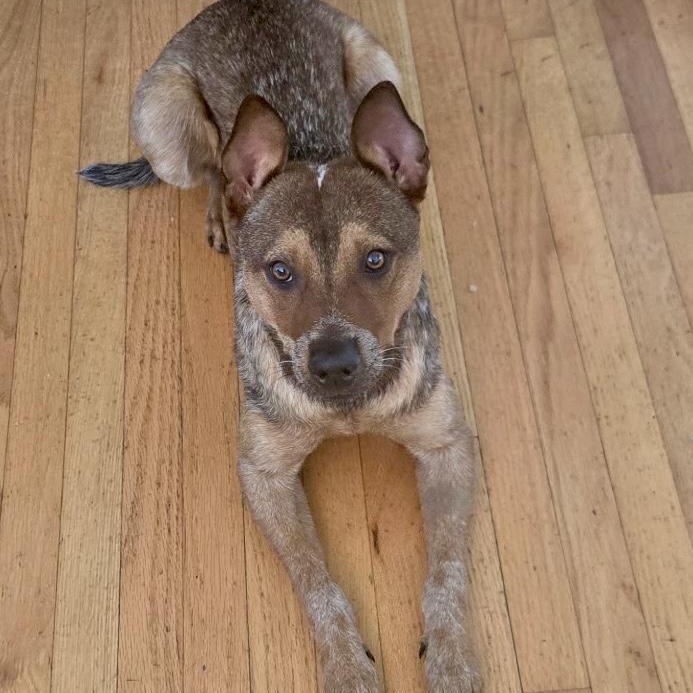 Rex, an adopted mixed breed in Torrance, CA image 2/6