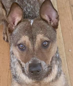 Rex, adopted, Young Male Australian Cattle Dog / Blue Heeler.