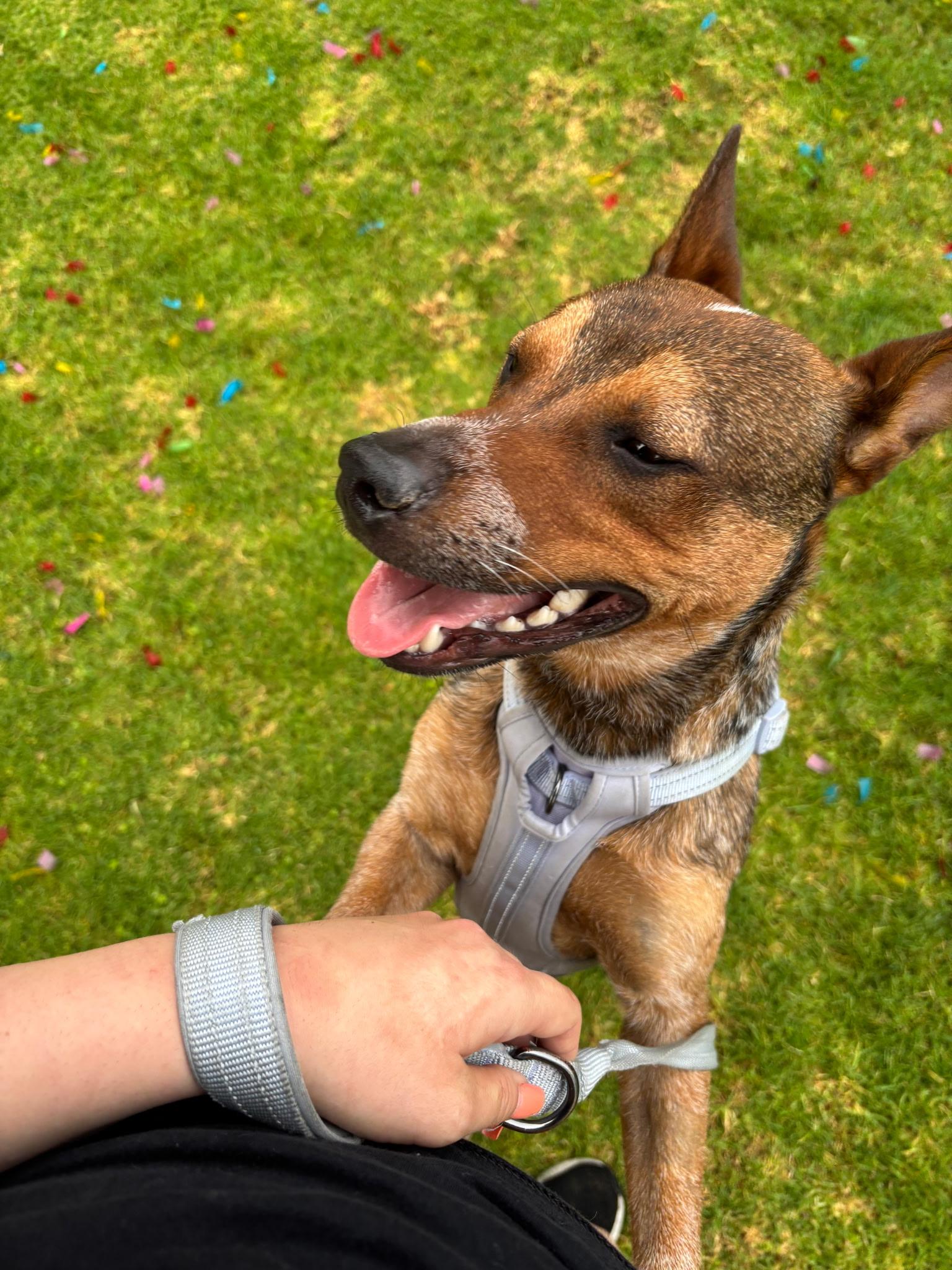 Rex, an adopted mixed breed in Torrance, CA image 5/6