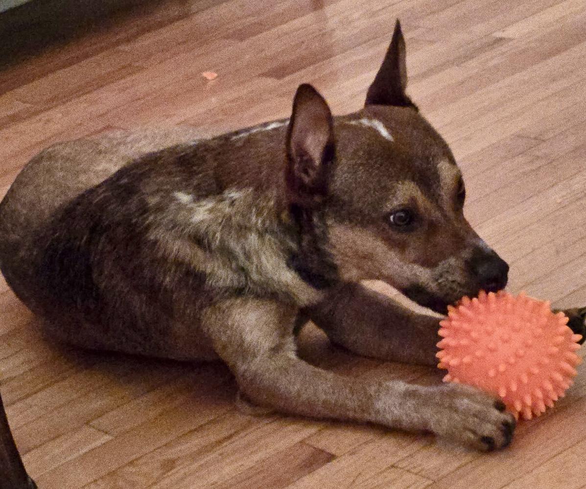 Rex, an adopted mixed breed in Torrance, CA image 6/6