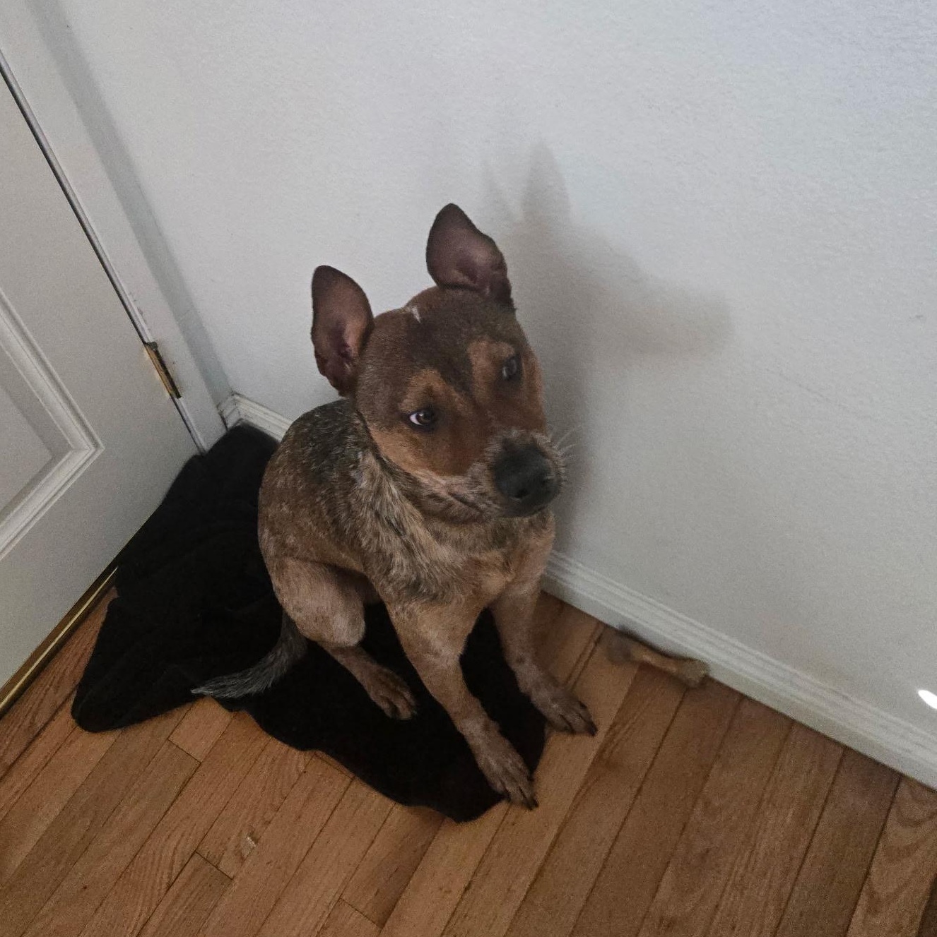 Rex, an adopted mixed breed in Torrance, CA image 4/6