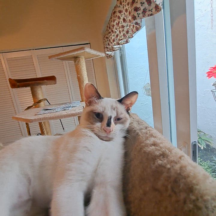 Enlarge FeFe & Nilla -BONDED BEST FRIENDS!, an adopted mixed breed in Ridgefield, NJ video 6/6