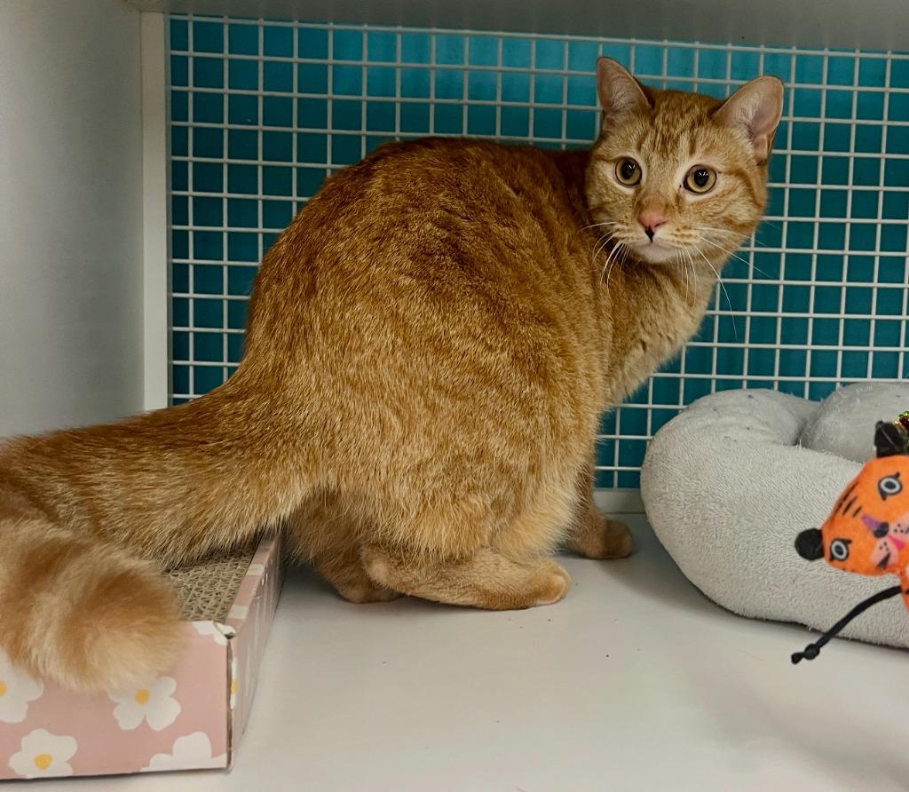 Enlarge Saturn, a Adoptable mixed breed in El Cajon, CA image 1/1