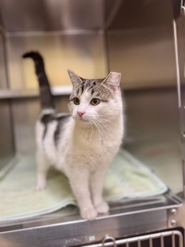 Pokemon, Adoptable, Adult Male Domestic Short Hair.