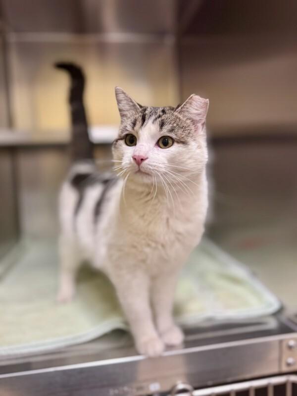 Enlarge Pokemon, a Adoptable Domestic Short Hair in Wooster, OH image 2/3