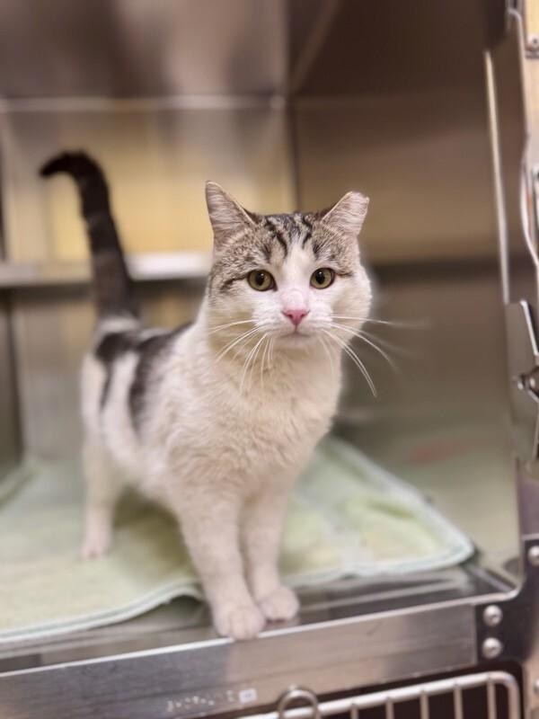 Enlarge Pokemon, a Adoptable Domestic Short Hair in Wooster, OH image 3/3