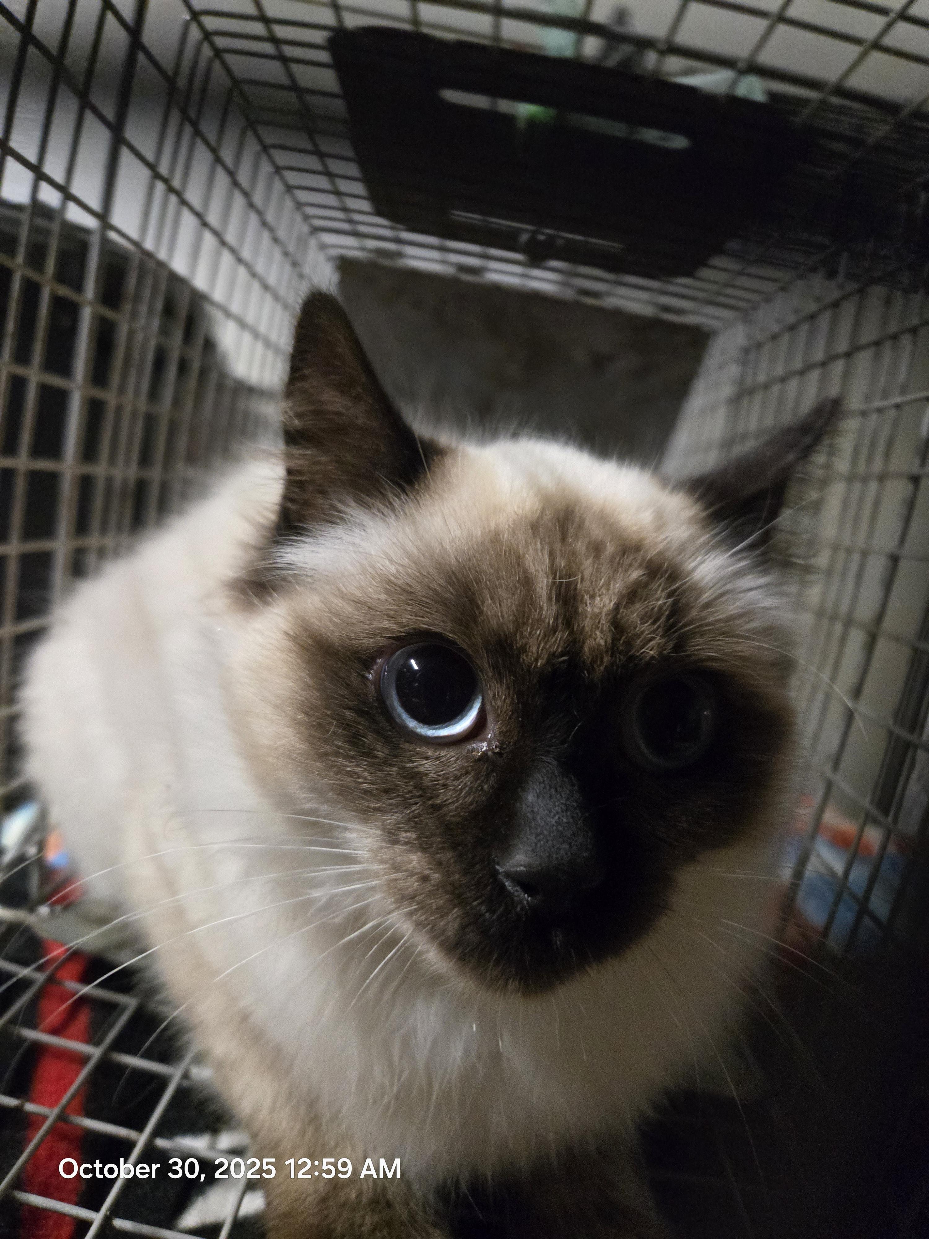 Barn Cat, Adoptable, Adult Female Siamese.