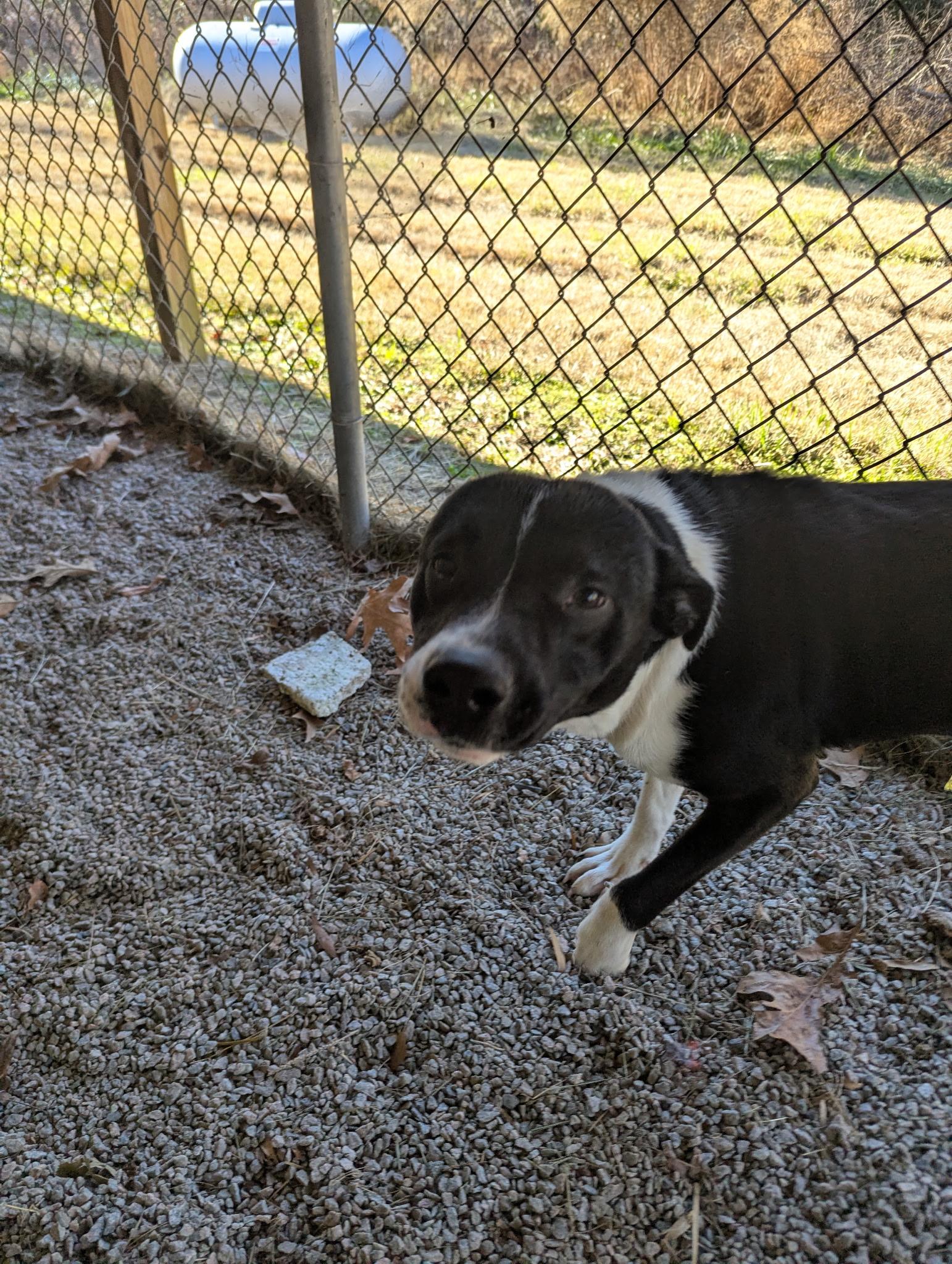 Enlarge Blitzen117982, a ADOPTABLE mixed breed in Rocky Mount, NC image 1/2
