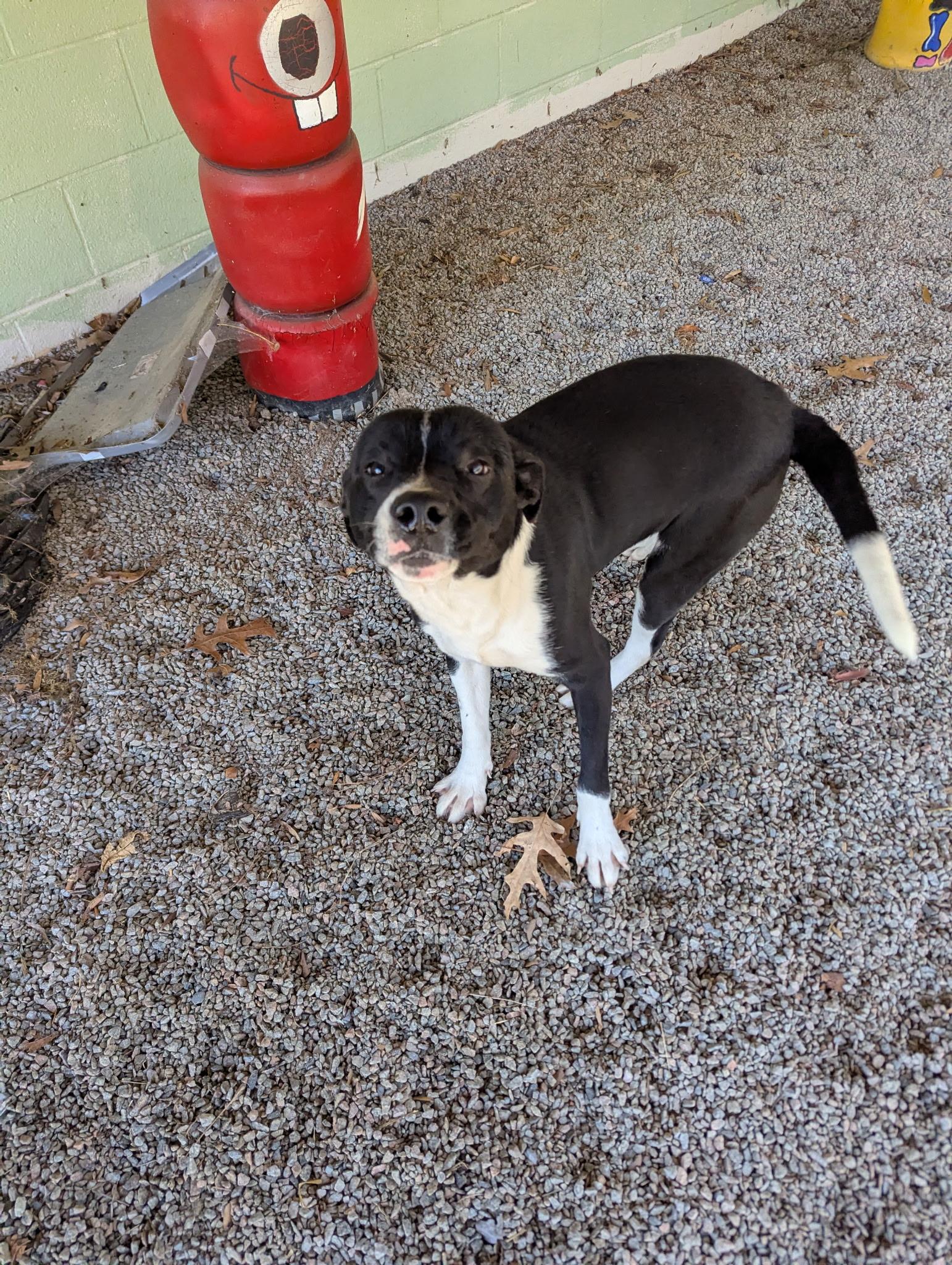 Enlarge Blitzen117982, a ADOPTABLE mixed breed in Rocky Mount, NC image 2/2