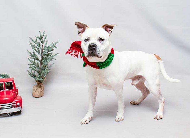 Enlarge Meechie, a ADOPTABLE mixed breed in Sanford, FL image 3/3