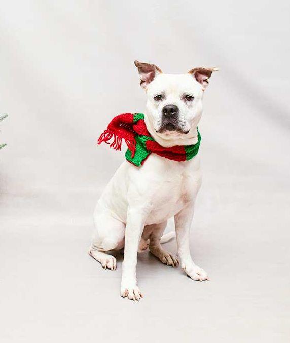 Enlarge Meechie, a ADOPTABLE mixed breed in Sanford, FL image 2/3