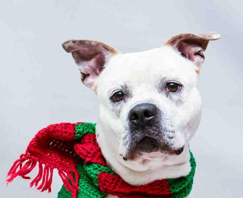 Meechie, ADOPTABLE, Adult Male American Bulldog.