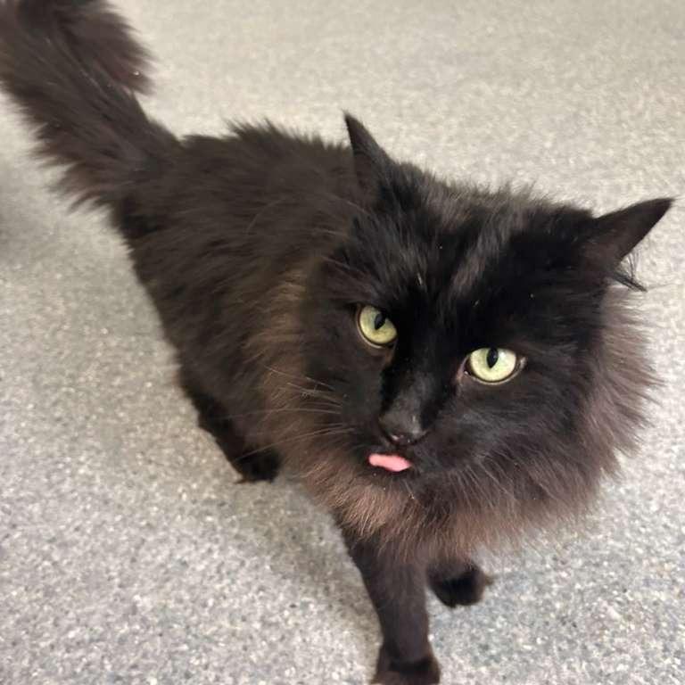 Raven, Adoptable, Adult Male Domestic Long Hair.