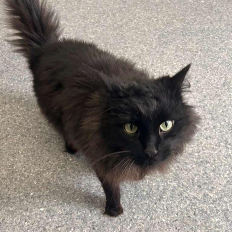 Raven, a Adoptable Domestic Long Hair in Standish, MI image 2/5