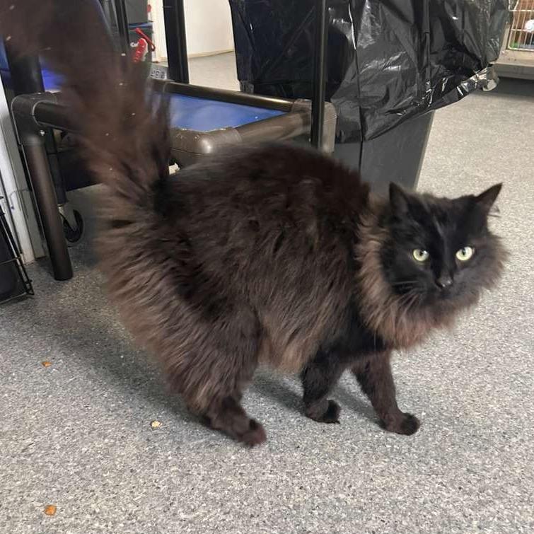 Raven, a Adoptable Domestic Long Hair in Standish, MI image 3/5