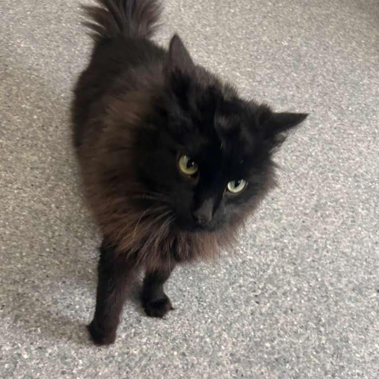 Raven, a Adoptable Domestic Long Hair in Standish, MI image 4/5