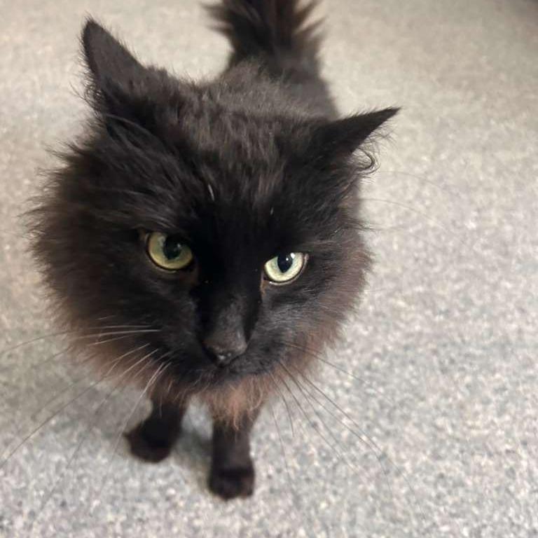 Raven, a Adoptable Domestic Long Hair in Standish, MI image 5/5