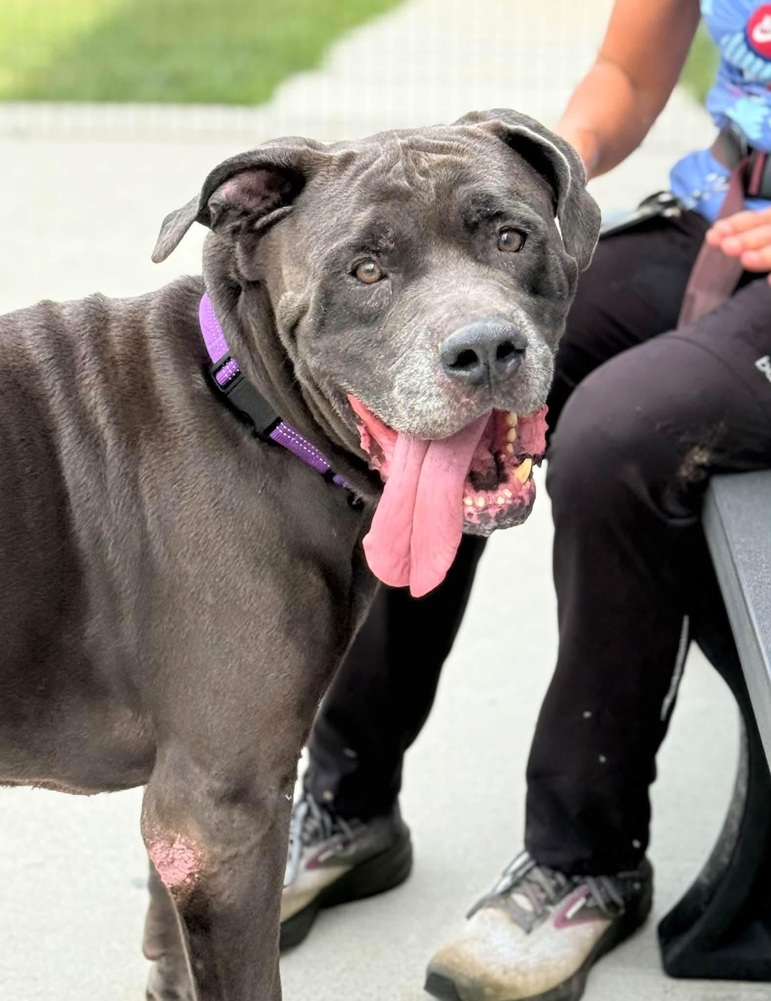 Hank Hill (ID 53100) photo