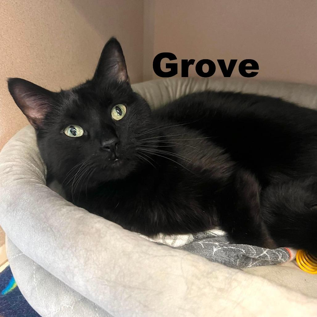 Grove 260442, Adoptable, Senior Male Domestic Short Hair.