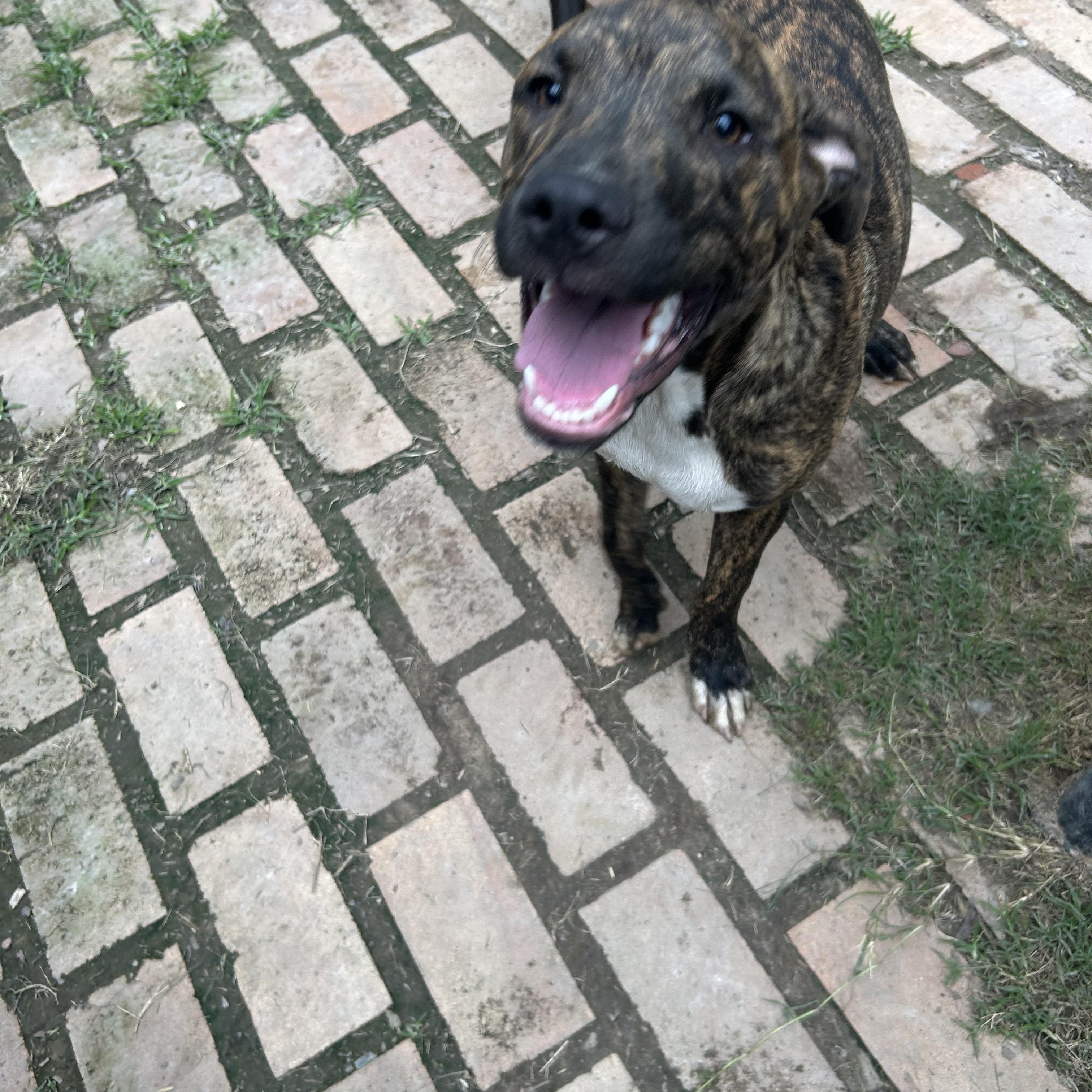 Justin, an adopted mixed breed in Pine Bluff, AR image 3/5