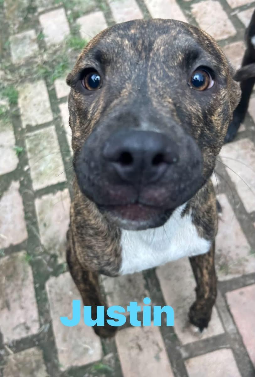 Justin, adopted, Young Male Catahoula Leopard Dog.