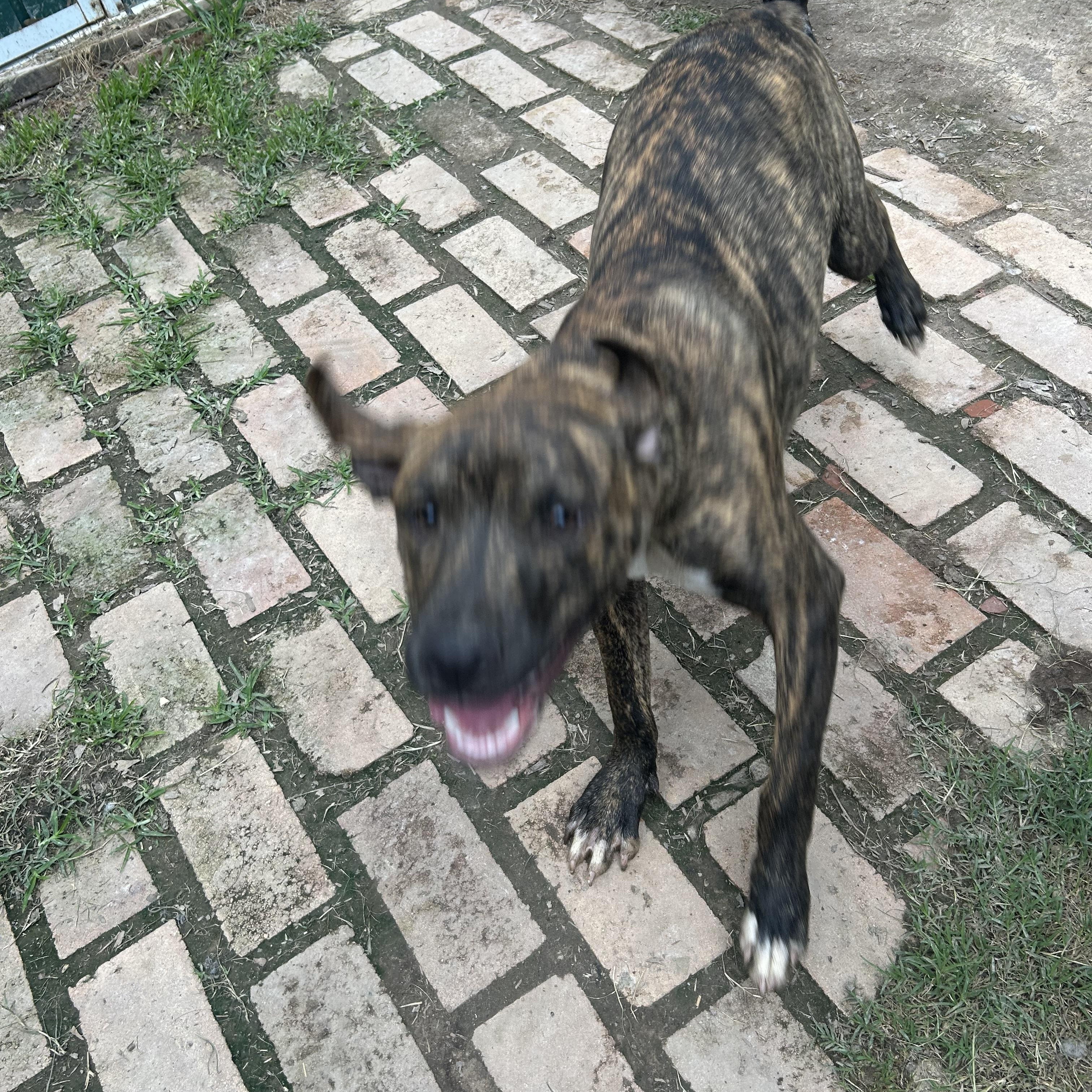 Justin, an adopted mixed breed in Pine Bluff, AR image 2/5