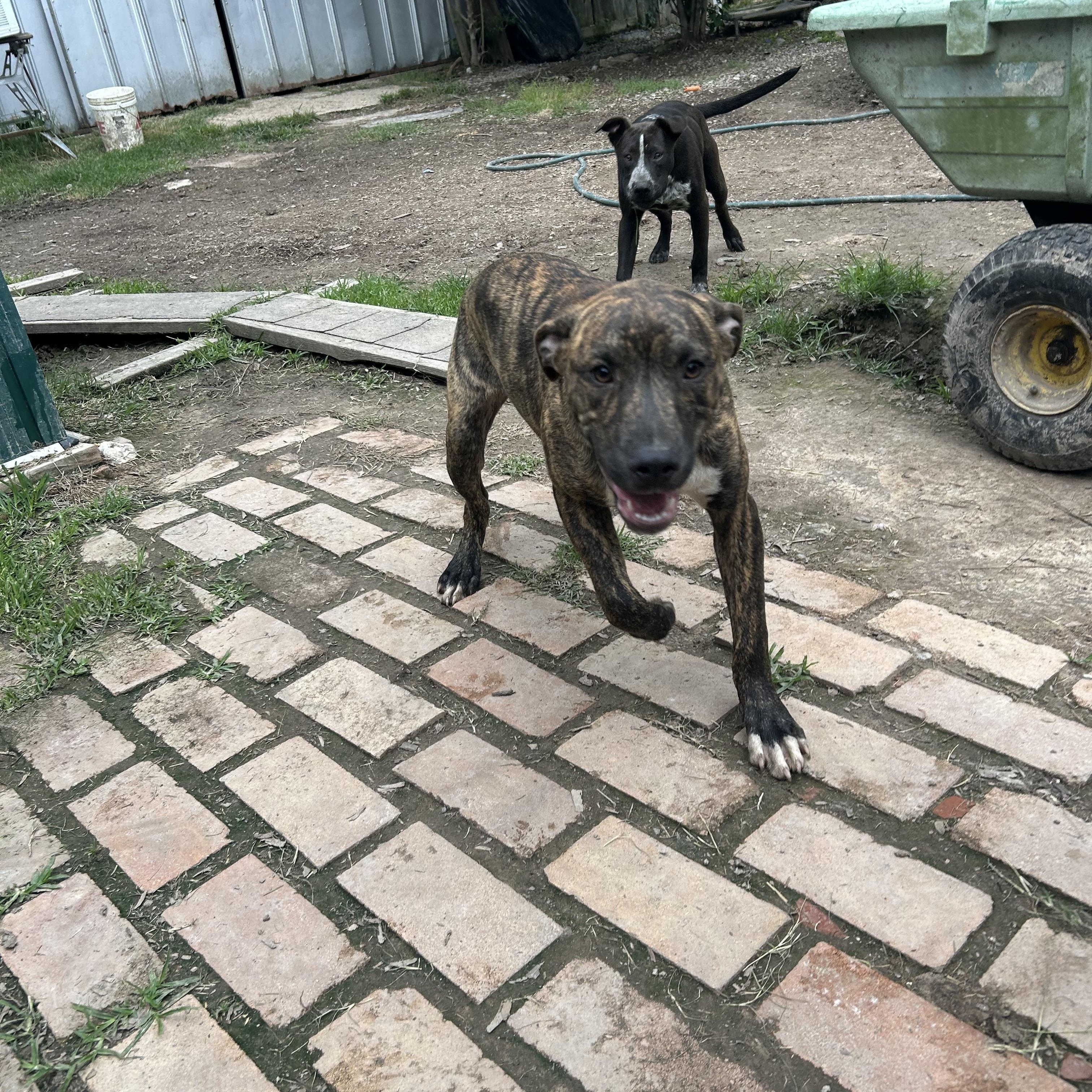 Justin, an adopted mixed breed in Pine Bluff, AR image 5/5