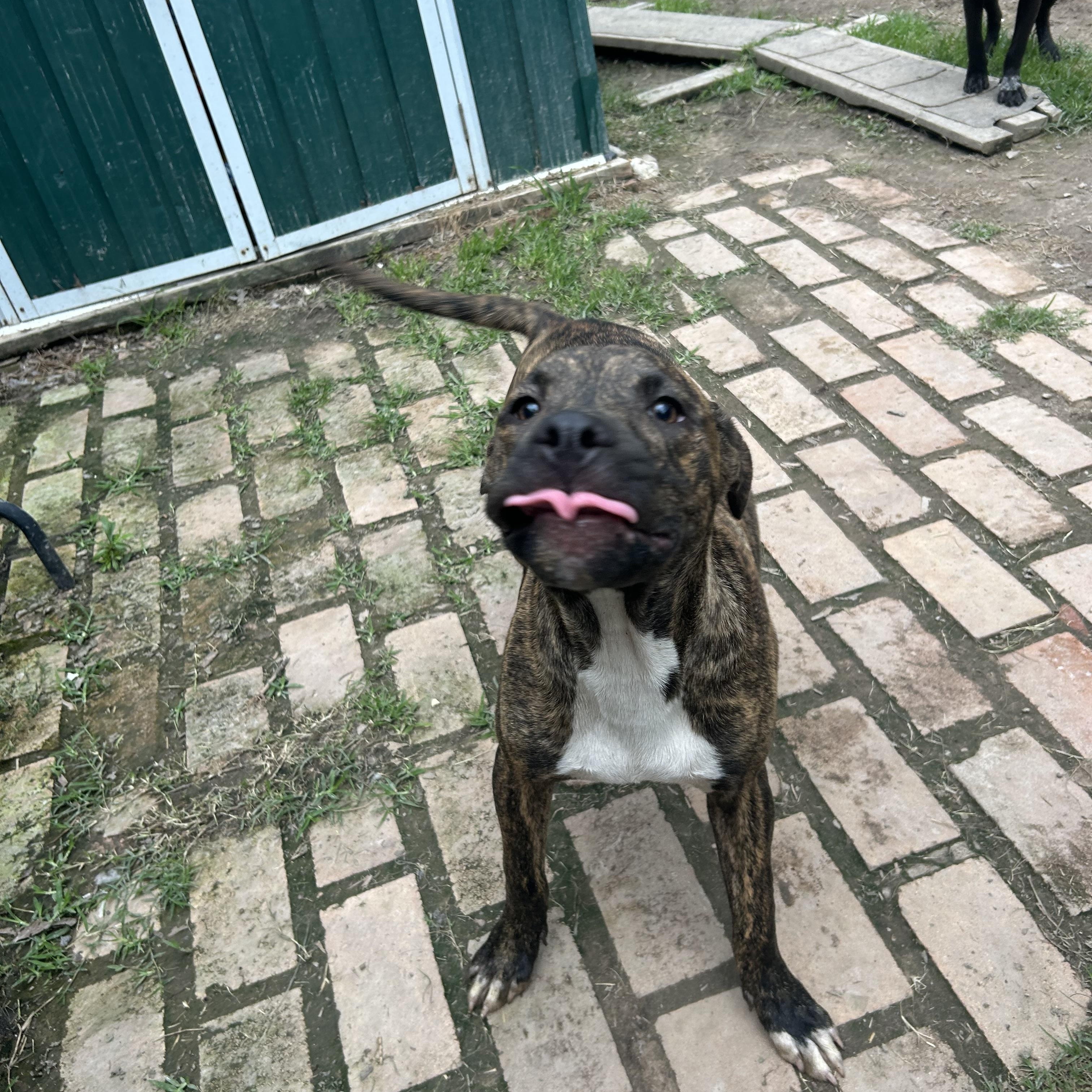 Justin, an adopted mixed breed in Pine Bluff, AR image 4/5