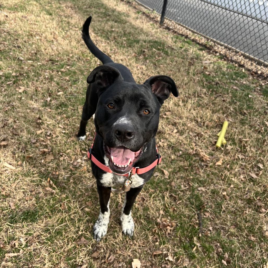 Enlarge Boots, a Adoptable mixed breed in Nashville, TN image 1/6