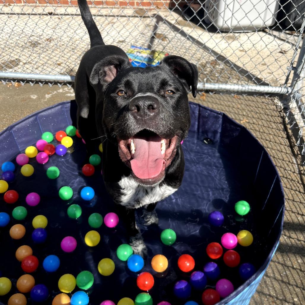 Enlarge Boots, a Adoptable mixed breed in Nashville, TN image 2/6